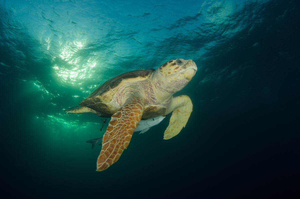 A loggerhead sea turtle, Caretta caretta, swimming in clear open water below the surface
